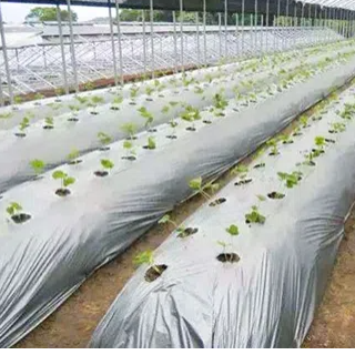 रासायनिक कच्चे माल नवाचार: आधुनिक पॉलीयुरेथेन अनुप्रयोगों में पॉलिएस्टर पॉलीओल और बहुलक पॉलीओल की खोज